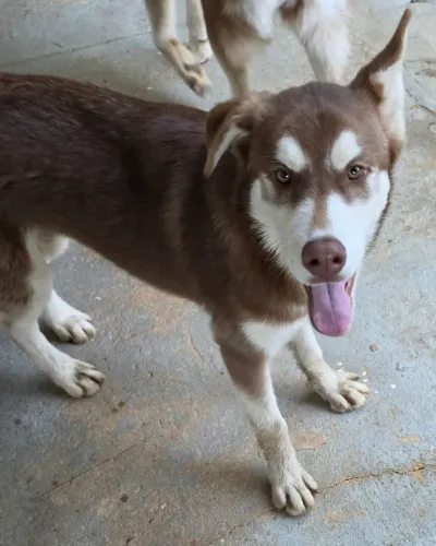 LINDO FILHOTE PURO  DE HUSKY SIBERIANO 