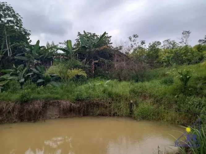 Sítio formado e produzindo, com 3 dormitórios à venda, 96800 m² por R$ 450.000 - Centro -
