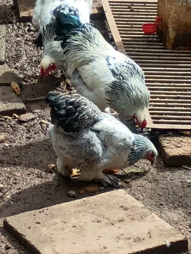 Galo e galinha brama puro