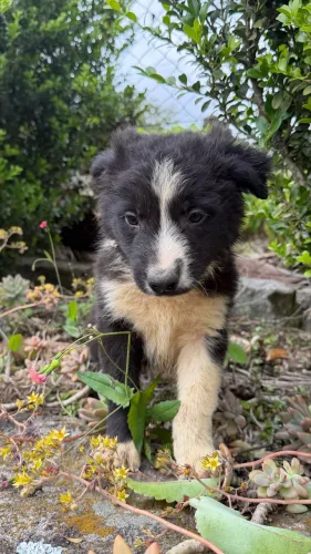 Filhotes de Border Collie