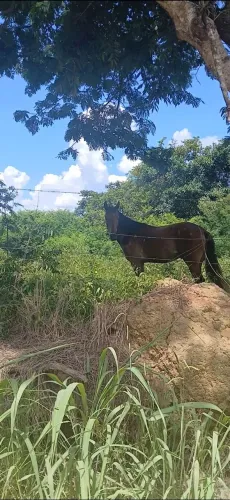 Cavalo Manso 3 anos 