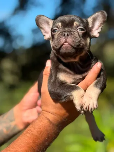 Bulldog Francês | Filhote com personalidade única