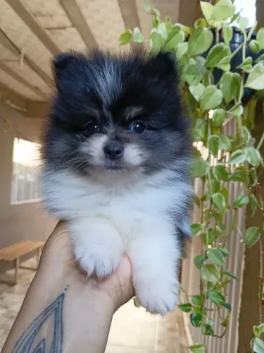 Filhotes de Spitz Alemão Merle 