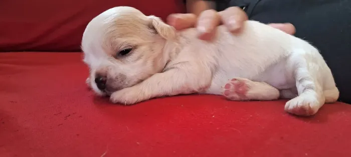 Chihuahua 2 meses