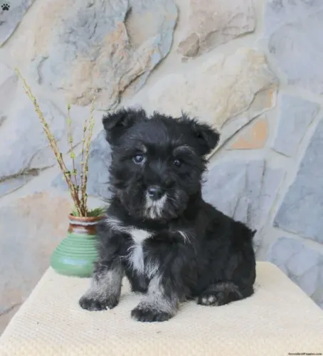 Schnauzer Macho/Fêmea - Entrega Hoje