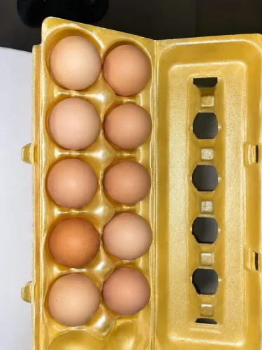 Ovos galados galinha brahma