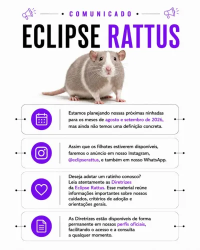 Filhotes de Fancy Rat (Rato Twister) - Ninhadas 2026 | Em Breve