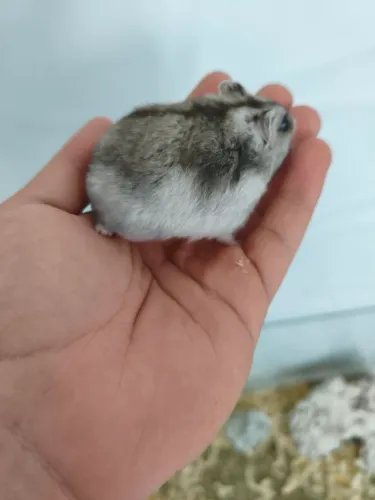 Hamster