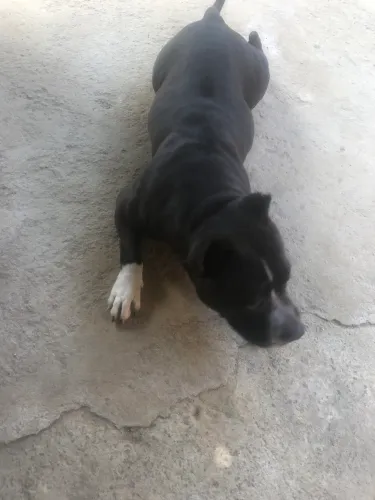 Doação cachorro