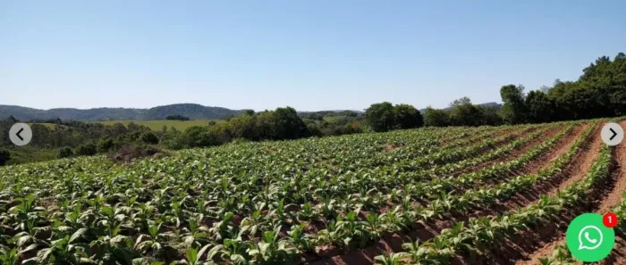Arrendamento/venda de terra 15he em Mariana Pimentel