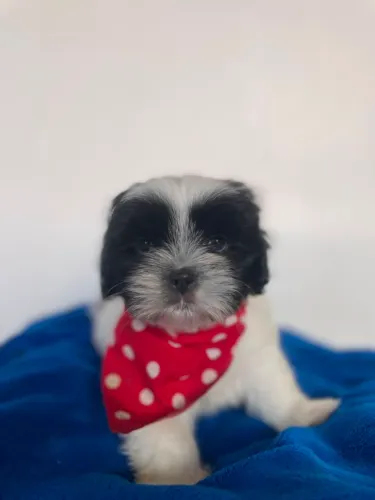 Shihtzu uma linda história comecou