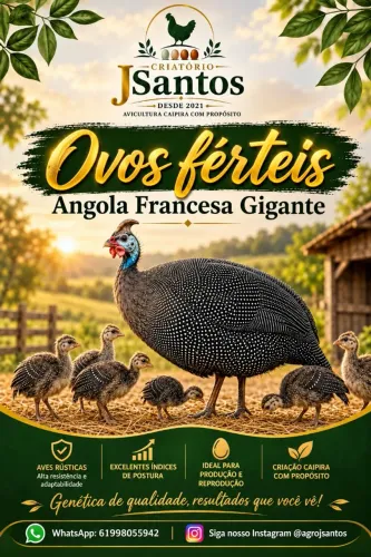 Ovos galados/férteis Angola francesa gigante/ Galinhas ovo azul GLC e PCG / Embrapa 051