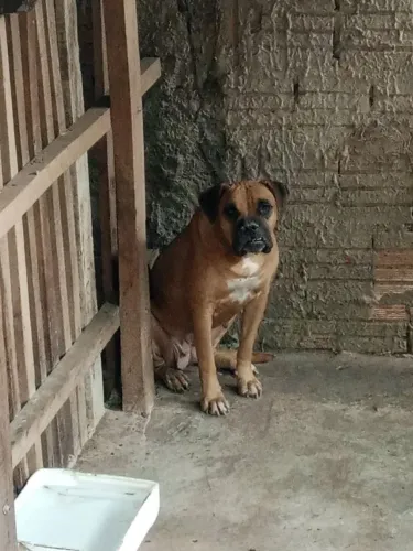 Bulldog campeiro
