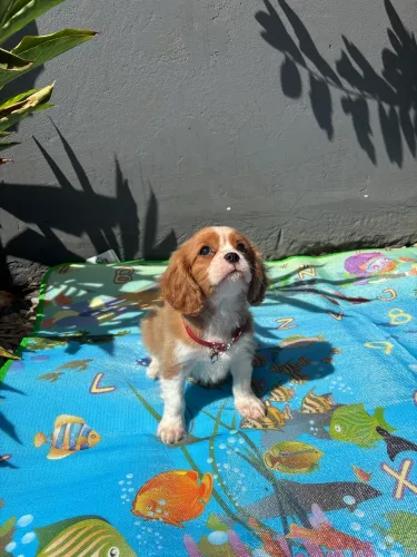 Cavalier king spaniel macho 