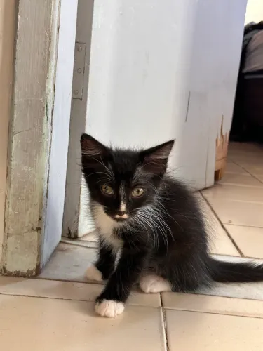 Doação de gatos