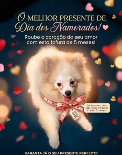 Spitz Alemão (Fêmea) / 5 meses
