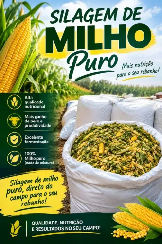 Silagem de puro milho *. * zap