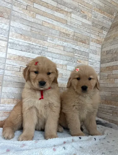 Filhotes Golden retriever 