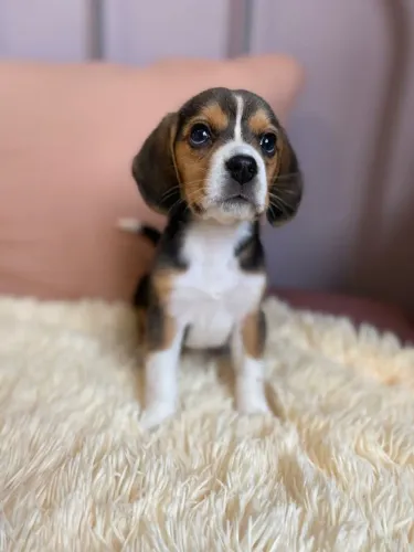 Beagle lindos filhotes