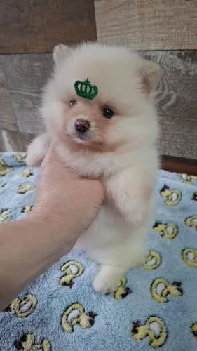 Luluzinho mini disponível  para entrega