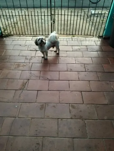 Shitzu Machinho