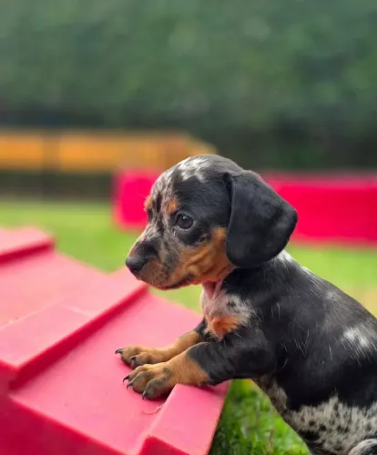 Filhotes de Salsichinha Mofado (Dachshund)