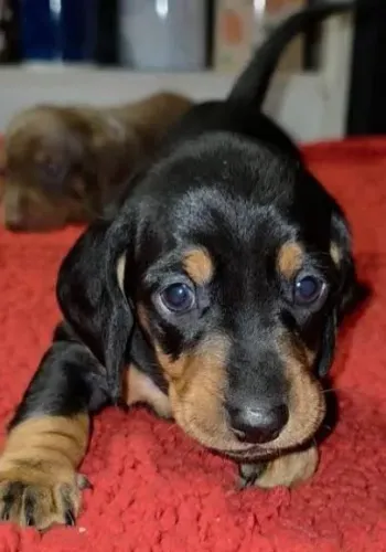 Basset Mini Filhotes Dachshund Linhagem Perfeita. 