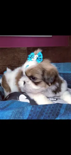 Shih tzu machinho ! Dourado com branco