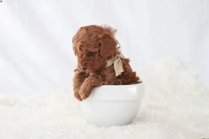 Poodle inteligente - fácil adaptação