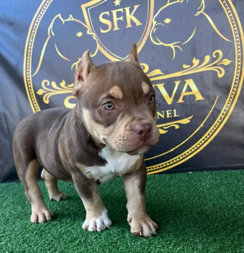 American Bully micro TriChoco