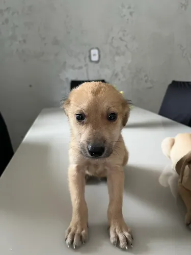 Cachorrinho