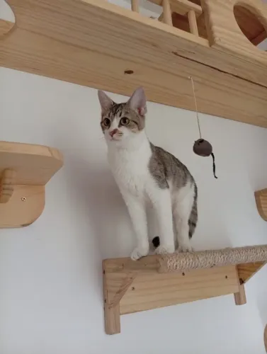 Filhote Gata Fêmea Precisam de um Lar <3