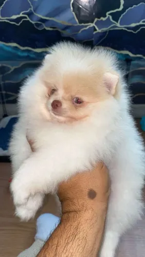 Lulu da pomerania