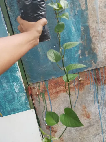 Jiboia verde