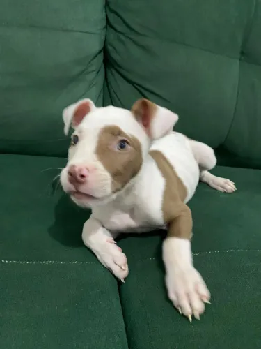Filhote de Pitbull