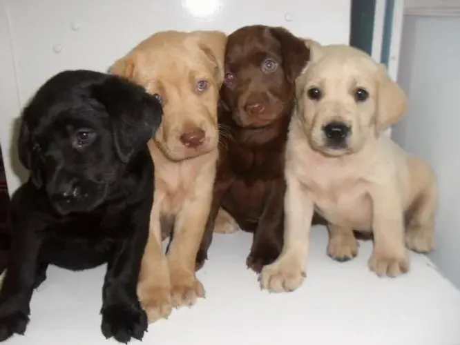 Labrador 12x