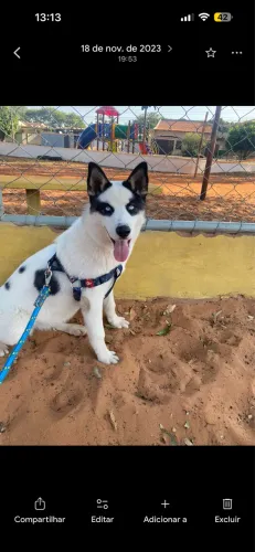Husky fêmea - 3 anos *castrada*