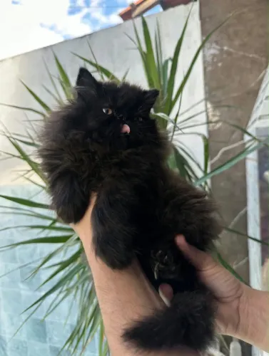 Filhote de Gato Persa Macho (Jet Black-Preto Profundo)