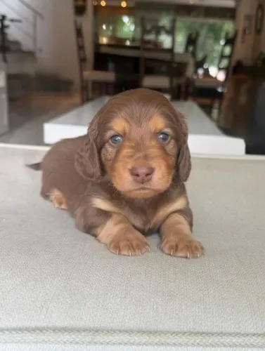 Filhote Dachshund pelo longo