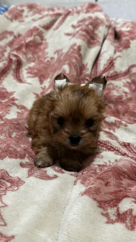 Lindo filhote de Yorkshire Mini