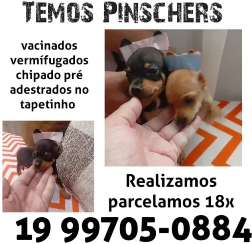 Filhote de Pinscher mini pronto para nova família