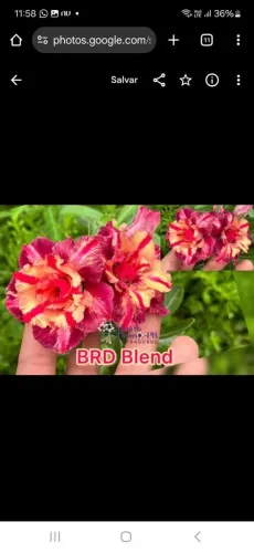 Rosas do deserto 