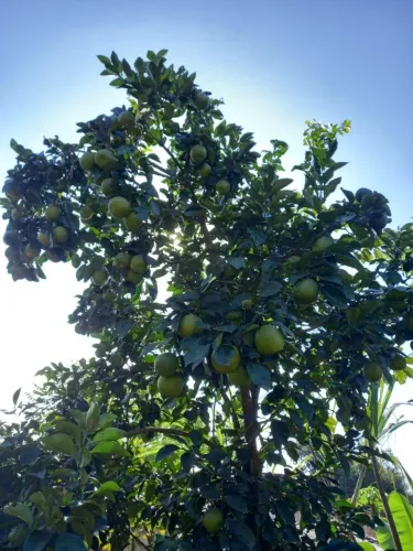 Vendo laranja da terra a R$ 2,00 o quilo
