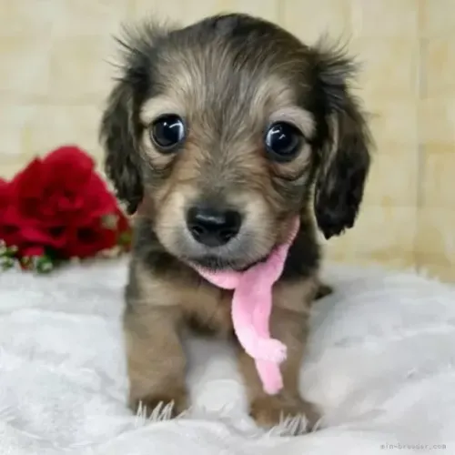 Cachorro filhote dachshund/teckel/basset/salsicha/cofap saudável