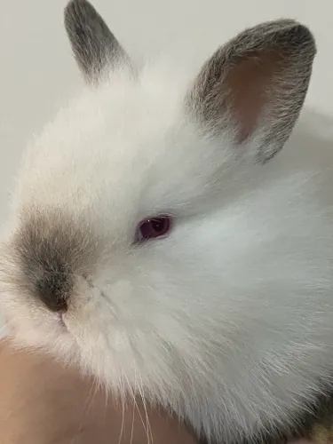 Mini coelho NETHERLAND Dwarf