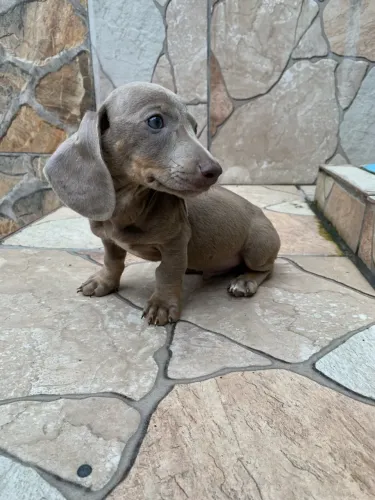 Dachshund Salsicha Isabela Macho 64 Dias Vacinado ?