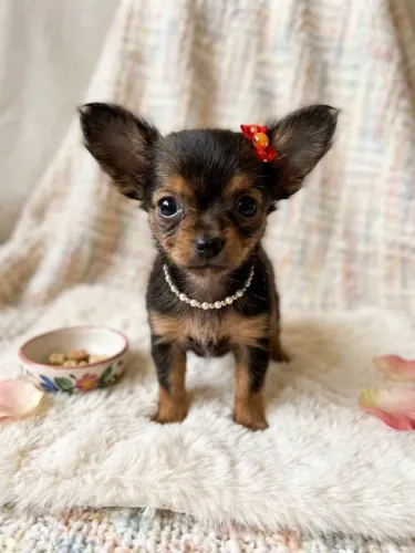 Chihuahua