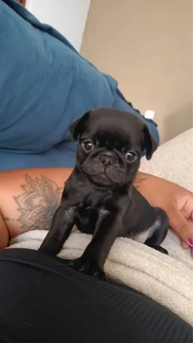 Pug mini