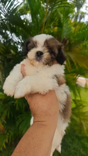 Tenho 5 fêmeas de Shitzu disponíveis para venda e a pronta entrega 