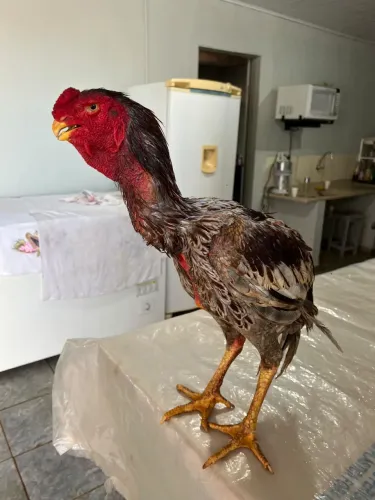 Índio Bico Curto Boiadeiro